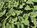 Swedish ivy,Aureus Variegatus
